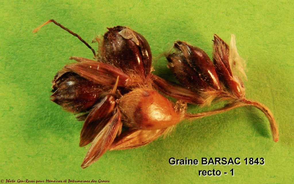 Graine Barsac R1