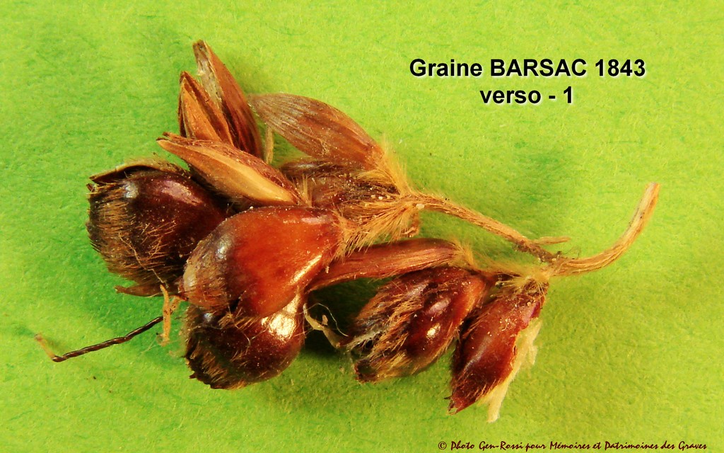Graine Barsac V1